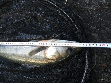 飲ませ釣りでハネ